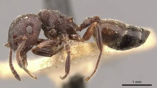Crematogaster chiarinii - CASENT0908513