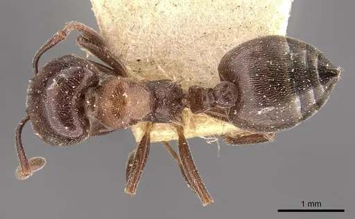 Crematogaster chiarinii - CASENT0908514