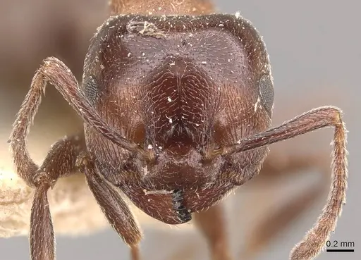 Crematogaster chiarinii - CASENT0908514