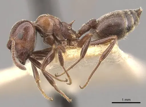 Crematogaster chiarinii - CASENT0908514