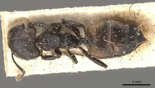 Crematogaster chiarinii - CASENT0908515