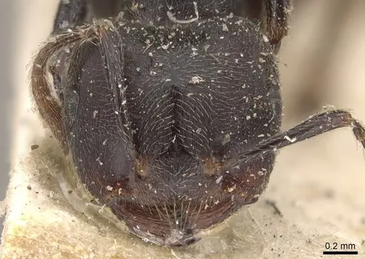 Crematogaster chiarinii - CASENT0908515