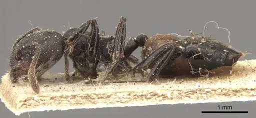 Crematogaster chiarinii - CASENT0908515