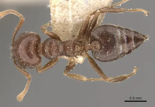 Crematogaster chiarinii - CASENT0908516