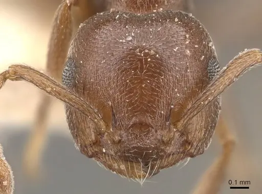Crematogaster chiarinii - CASENT0908516