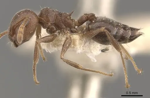 Crematogaster chiarinii - CASENT0908516