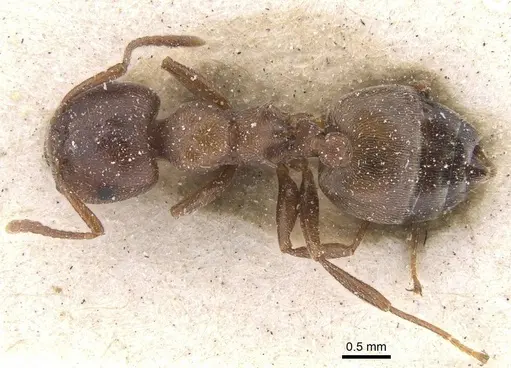 Crematogaster chiarinii - CASENT0912659