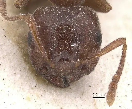 Crematogaster chiarinii - CASENT0912659