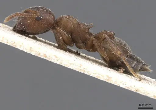 Crematogaster chiarinii - CASENT0912659
