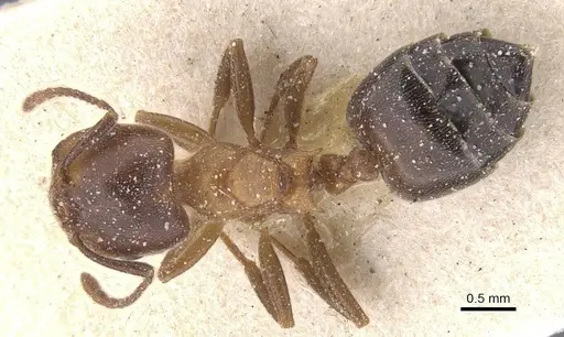 Crematogaster chiarinii - CASENT0912660