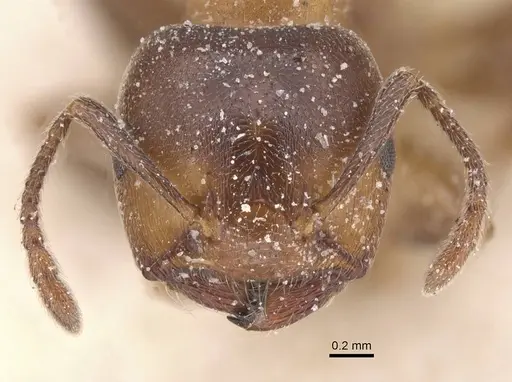 Crematogaster chiarinii - CASENT0912660