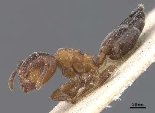 Crematogaster chiarinii - CASENT0912660