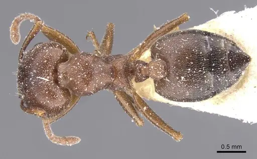 Crematogaster chiarinii - CASENT0912661