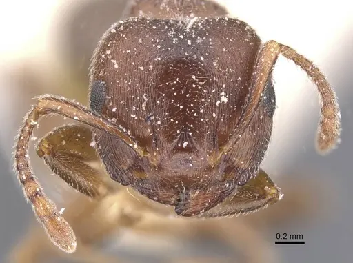 Crematogaster chiarinii - CASENT0912661