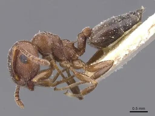 Crematogaster chiarinii - CASENT0912661