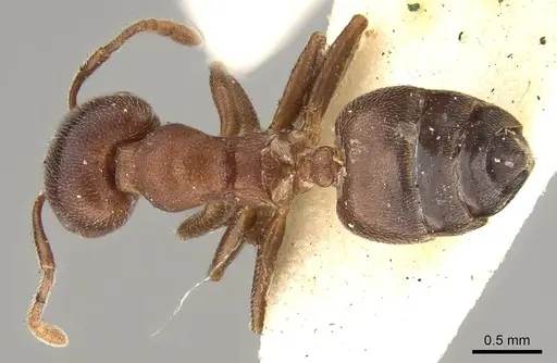 Crematogaster chiarinii - CASENT0914287