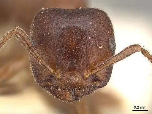 Crematogaster chiarinii - CASENT0914287