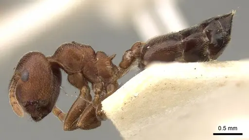 Crematogaster chiarinii - CASENT0914287