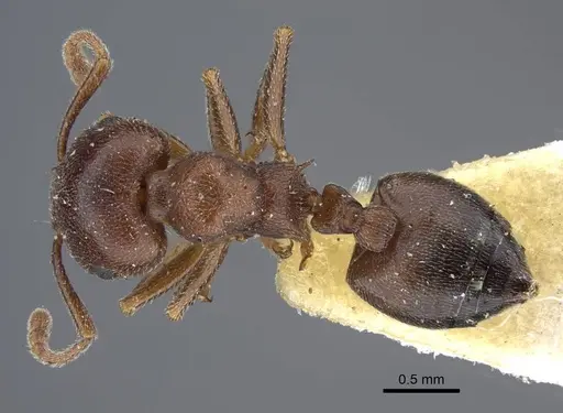 Crematogaster chiarinii - CASENT0916984
