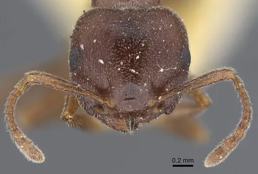 Crematogaster chiarinii - CASENT0916984