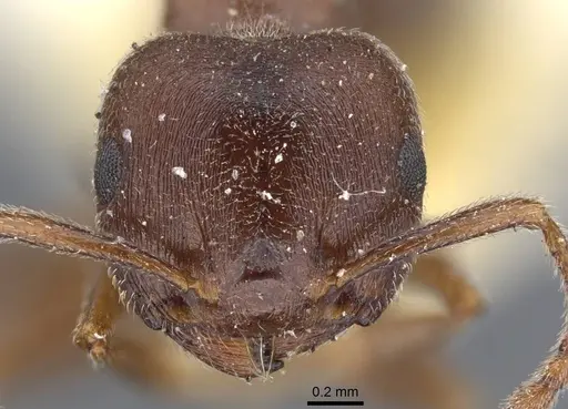 Crematogaster chiarinii - CASENT0916984