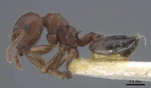 Crematogaster chiarinii - CASENT0916984