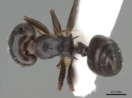 Crematogaster chiarinii - CASENT0922185