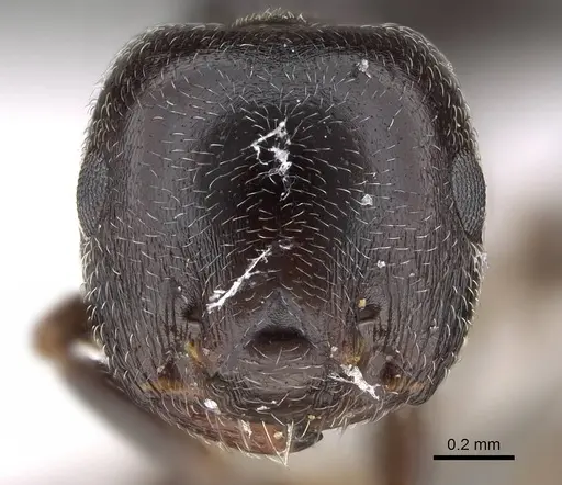 Crematogaster chiarinii - CASENT0922185