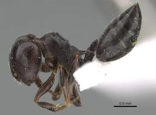 Crematogaster chiarinii - CASENT0922185