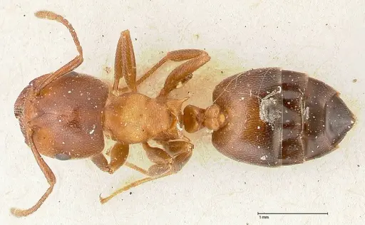 Crematogaster chiarinii - FOCOL0511