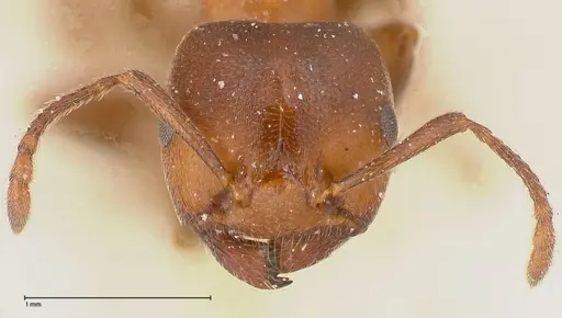 Crematogaster chiarinii - FOCOL0511