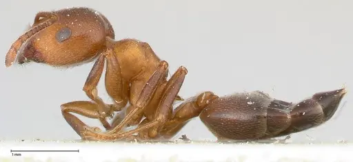 Crematogaster chiarinii - FOCOL0511