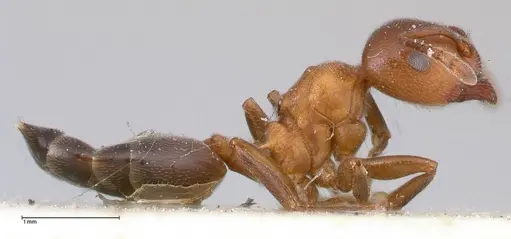 Crematogaster chiarinii - FOCOL0511