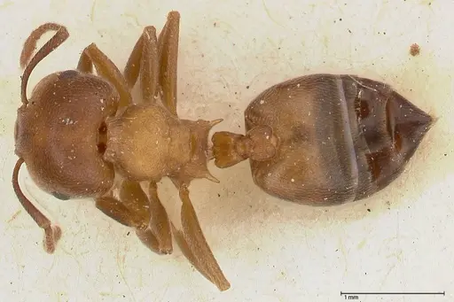 Crematogaster chiarinii - FOCOL0512-1