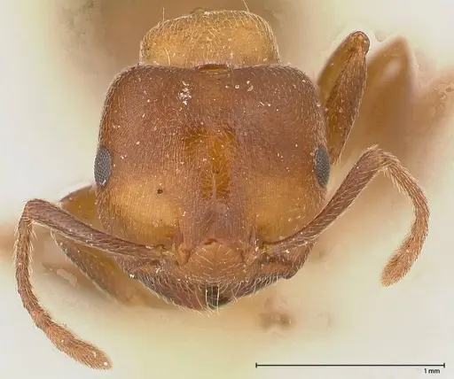 Crematogaster chiarinii - FOCOL0512-1