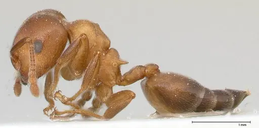 Crematogaster chiarinii - FOCOL0512-1