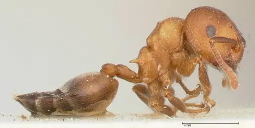 Crematogaster chiarinii - FOCOL0512-1