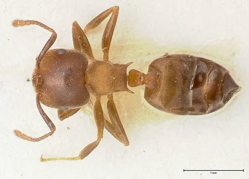 Crematogaster chiarinii - FOCOL0512-2