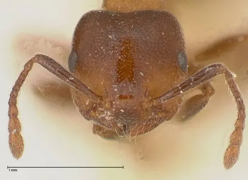 Crematogaster chiarinii - FOCOL0512-2
