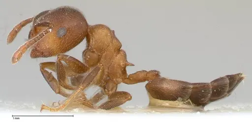 Crematogaster chiarinii - FOCOL0512-2