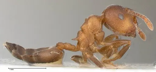 Crematogaster chiarinii - FOCOL0512-2