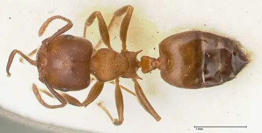 Crematogaster chiarinii - FOCOL0512-3