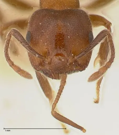 Crematogaster chiarinii - FOCOL0512-3