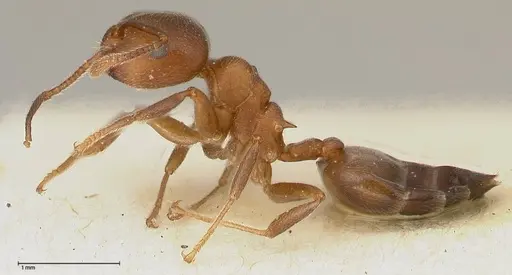 Crematogaster chiarinii - FOCOL0512-3
