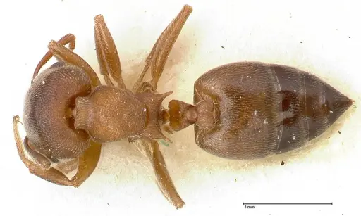Crematogaster chiarinii - FOCOL0512-4