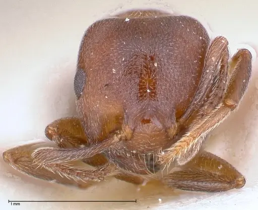 Crematogaster chiarinii - FOCOL0512-4