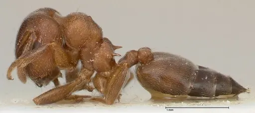 Crematogaster chiarinii - FOCOL0512-4