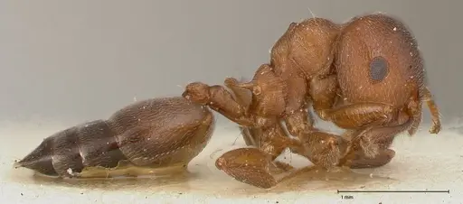 Crematogaster chiarinii - FOCOL0512-4