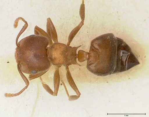 Crematogaster chiarinii - FOCOL0512-5