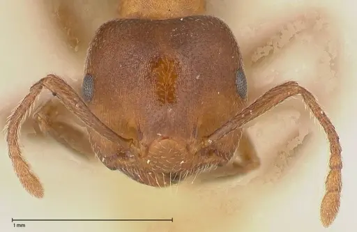 Crematogaster chiarinii - FOCOL0512-5